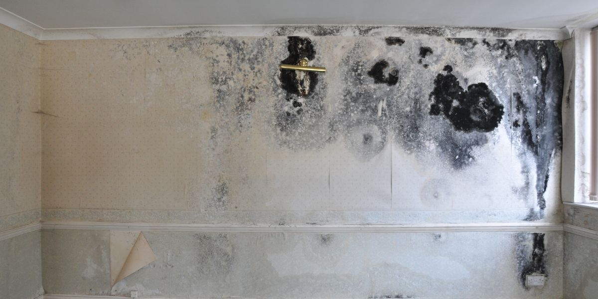 Mould Removal Specialists Sydney